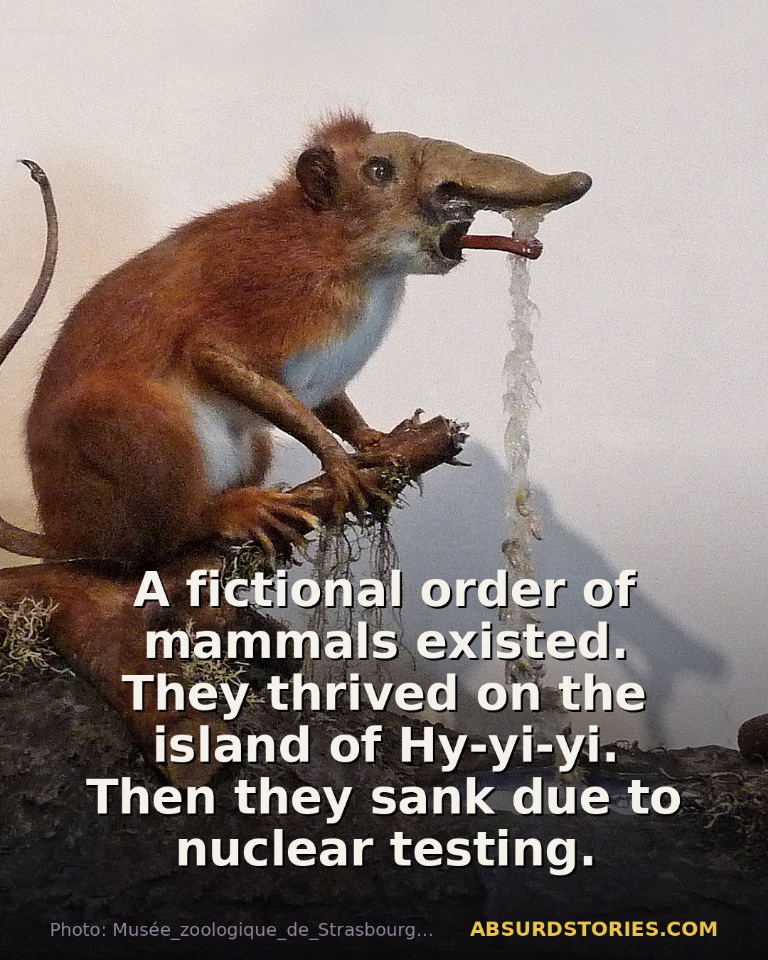 The bizarre tale of nose-walking mammals