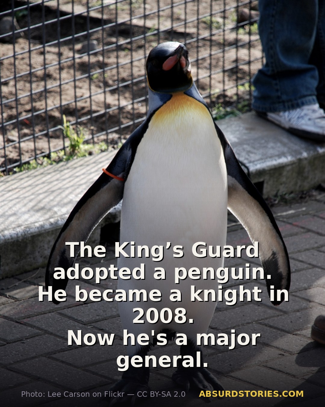 Meet the Major General Who Happens to Be a Penguin