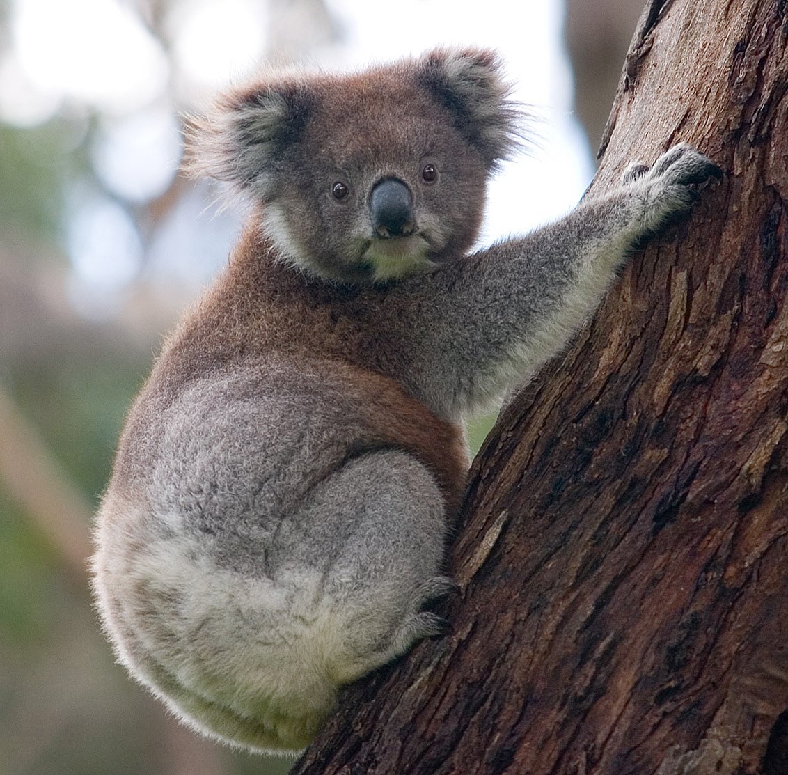 The absurd legend of the drop bear in Australia